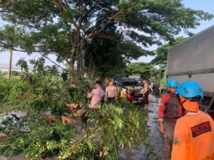 Cegah Kemacetan, Polisi Evakuasi Pohon Tumbang di Jalur Pantura