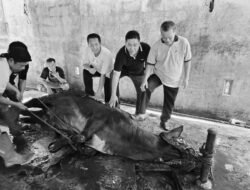 DPC PDI Perjuangan Kabupaten Pati Laksanakan Ibadah Qurban Idul Adha 1446 H