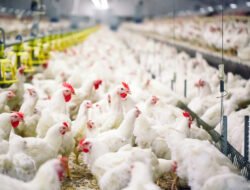 Harga DOC Melangit, Peternak Mandiri Pantura Menjerit